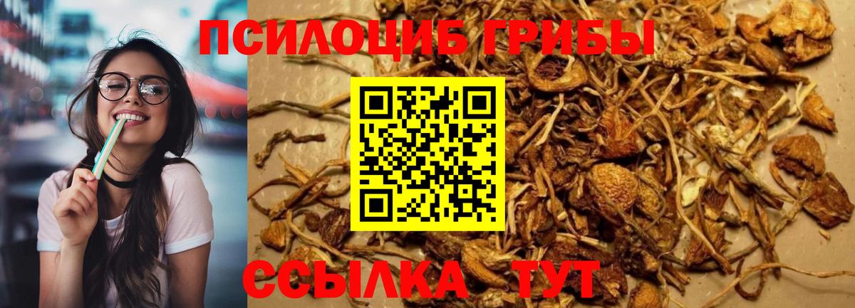 Вязники  Псилоцибиновые грибы прущие грибы  Вход с VPN  Галлюциногенные грибы мицелий 